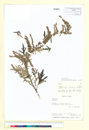 Artemisia indica Willd._標本_BRCM 6597