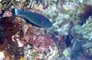 黑鸚哥魚