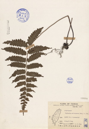 Diplazium mettenianum (Miq.) C. Chr._標本_BRCM 4077