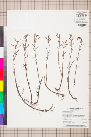 Ludwigia linifolia Poir._標本_BRCM 3516