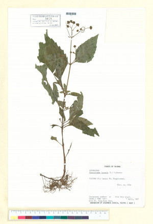 Adenostemma lavenia (L.) Kuntze_標本_BRCM 6982