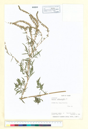 Ambrosia artemisiifolia L._標本_BRCM 5653