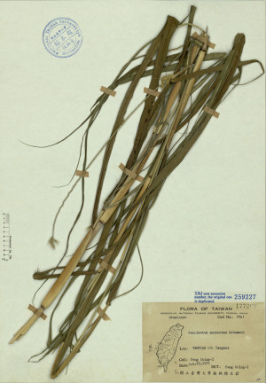 Pennisetum purpureum Schumach_標本_BRCM 4718