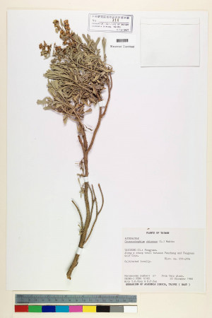 Crossostephium chinense (L.) Makino_標本_BRCM 7190