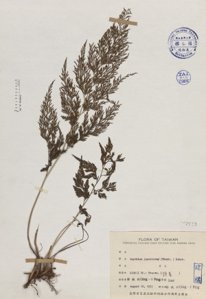 Onychium japonicum (Thunb.) Kunze_標本_BRCM 4109