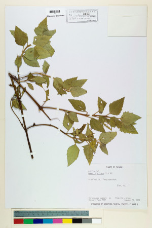 Wedelia biflora (L.) DC._標本_BRCM 6211