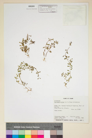 Centipeda minima (L.) A. Braun & Asch._標本_BRCM 7108