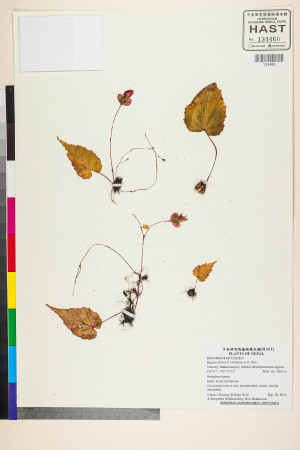 Begonia dioica標本_BRCM 2704