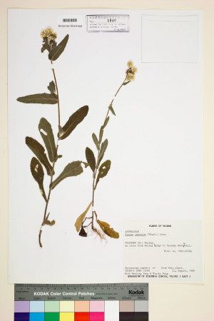 Conyza japonica (Thunb.) Less._標本_BRCM 7166