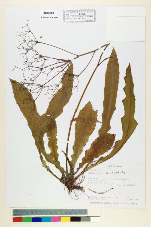 Ixeris laevigata (Blume) Schultz-Bip._標本_BRCM 6822