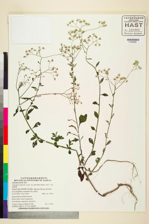 Vernonia cinerea (L.) Less. var. parviflora (Reinw.) DC._標本_BRCM 5160