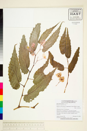 Begonia contracta標本_BRCM 1937