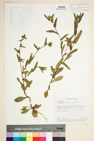 Conyza japonica (Thunb.) Less._標本_BRCM 7392