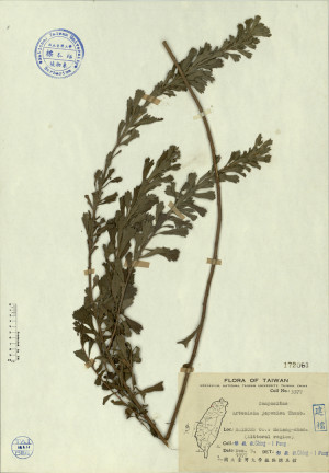 Artemisia japonica Thunb._標本_BRCM 4224