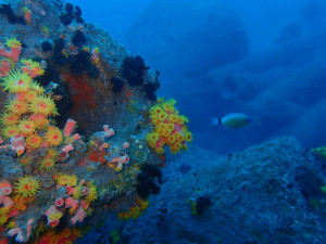人工魚礁—花蓮順安水泥礁與電桿礁
