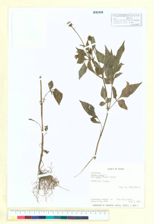 Bidens pilosa L. var. minor (Blume) Sherff_標本_BRCM 6696