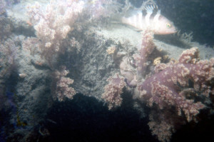 南海石斑魚出沒於魚礁上的軟珊瑚中