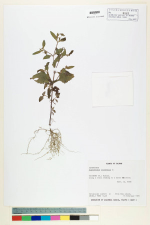 Sigesbeckia orientalis L._標本_BRCM 7213