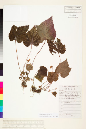 Begonia smithiana標本_BRCM 1778