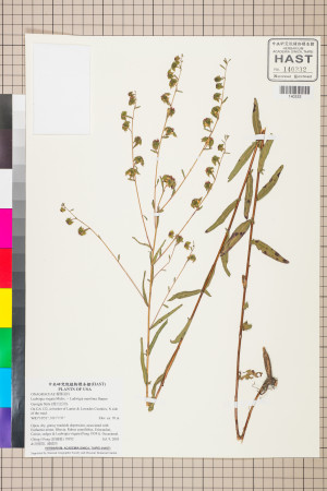 Ludwigia virgata Michx. × Ludwigia maritima Harper_標本_BRCM 3535