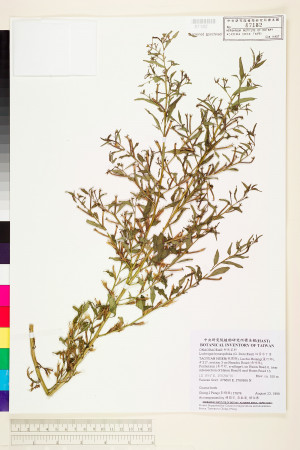Ludwigia hyssopifolia (G. Don) Exell_標本_BRCM 3655