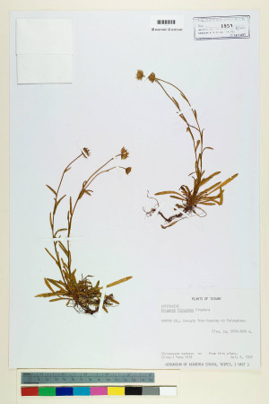 Erigeron morrisonensis Hayata_標本_BRCM 5034