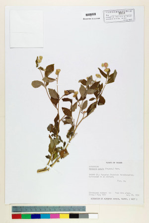 Vernonia patula (Dryand.) Merr._標本_BRCM 5097