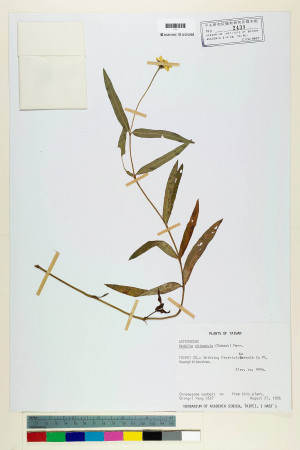 Wedelia chinensis (Osbeck) Merr._標本_BRCM 6734