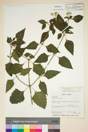 Chromolaena odorata (L.) R. M. King & H. Rob._標本_BRCM 5664