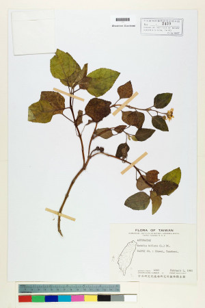 Wedelia biflora (L.) DC._標本_BRCM 6347