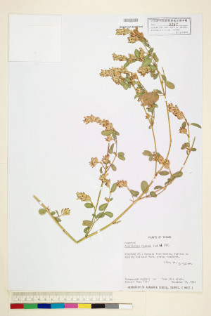 Alysicarpus rugosus (Willd.) DC._標本_BRCM 5988