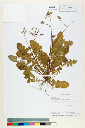 Youngia japonica (L.) DC. subsp. longiflora Babc. & Stebbins_標本_BRCM 5483