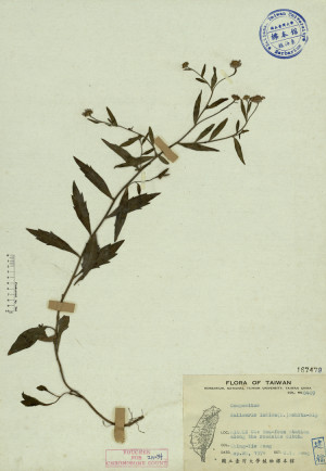 Kalimeris indica (L.) Schltz-Bip_標本_BRCM 3914