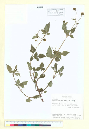 Bidens pilosa L. var. minor (Blume) Sherff_標本_BRCM 6636