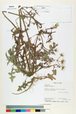 Sonchus oleraceus L._標本_BRCM 7180