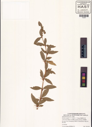 Berberis pengii C. C. Yu & K. F. Chung_標本_BRCM 6046