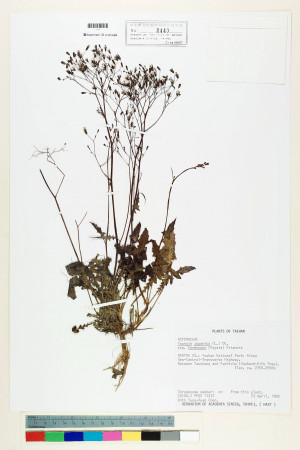 Youngia japonica (L.) DC. subsp. monticola Koh Nakam. & C.I Peng_標本_BRCM 5501