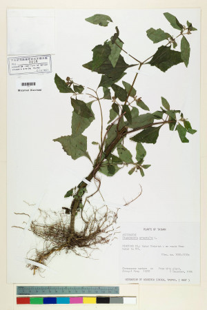 Sigesbeckia orientalis L._標本_BRCM 6898