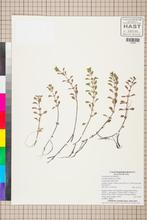 Ludwigia palustris (L.) Elliott_標本_BRCM 3542