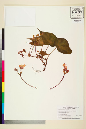 Begonia auritistipula標本_BRCM 2112