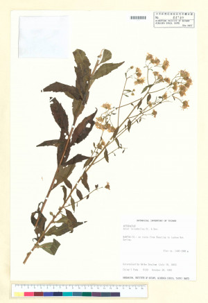 Aster leiophyllus Fr. & Sav._標本_BRCM 5255
