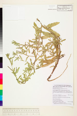 Oenothera laciniata J. Hill_標本_BRCM 5999