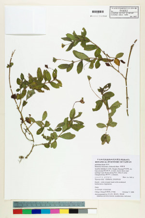 Wedelia chinensis (Osbeck) Merr._標本_BRCM 7539