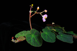 倬雲秋海棠 (Begonia zhuoyuniae C.I Peng, Yan Liu & K.F.Chung)