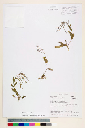 Arabis serrata Franch. & Sav._標本_BRCM 5975