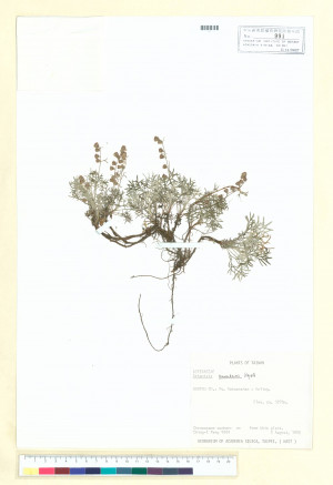 Artemisia kawakamii Hayata_標本_BRCM 6854