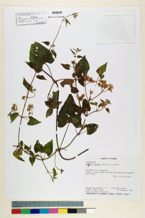 Mikania cordata (Burm. f.) B. L. Rob._標本_BRCM 7187