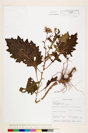 Gynura japonica (Thunb.) Juel var. flava (Hayata) Kitam._標本_BRCM 6448
