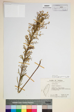 Conyza canadensis (L.) Cronq. var. pusilla (Nutt.) Cronq._標本_BRCM 5025
