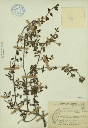 Wedelia prostrata (Hook. et Arn.) Hemsl._標本_BRCM 4262